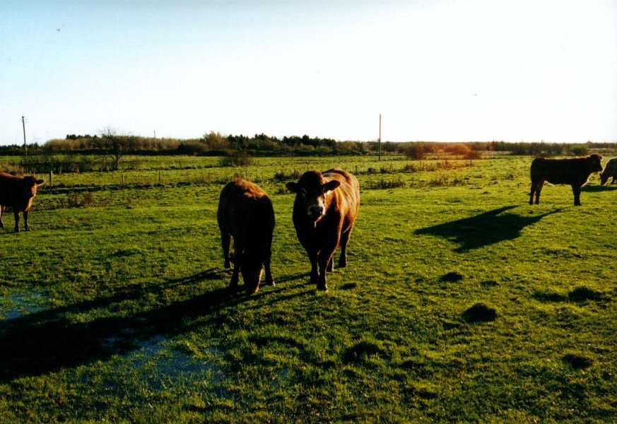 2001.11 DK 03.24 koeien 2 bij elkaar